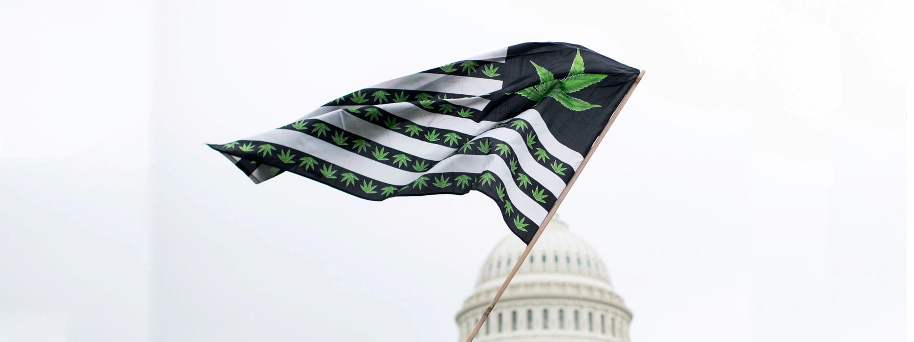 On a blurry background of a USA building dome, the flag in black and white stripes loaded with cannabis is depicted